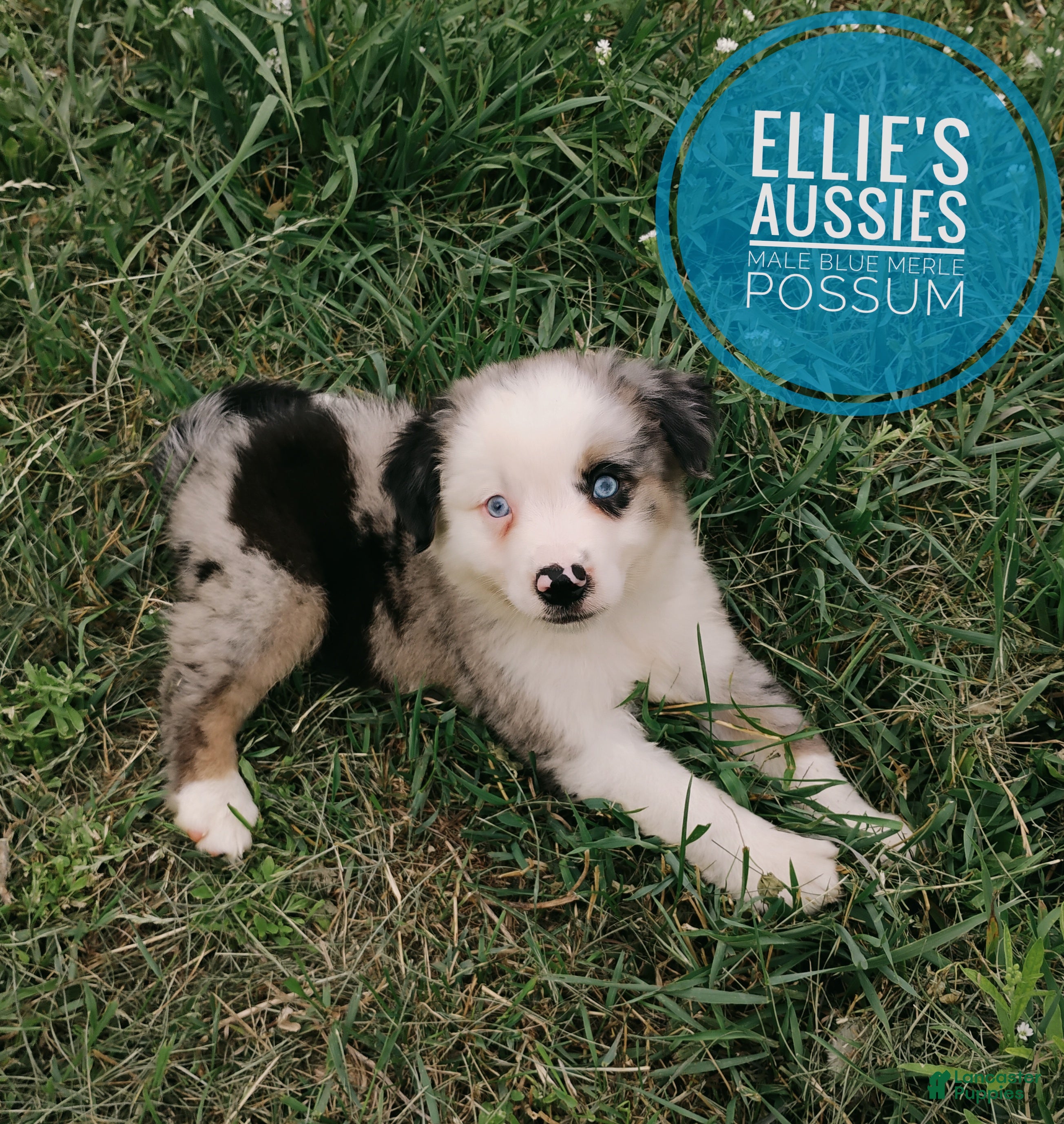 Miniature Australian Shepherd dogs Possum  - Ad 1