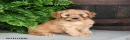 Cavapoo dogs for sale: Pepper - Ad 3