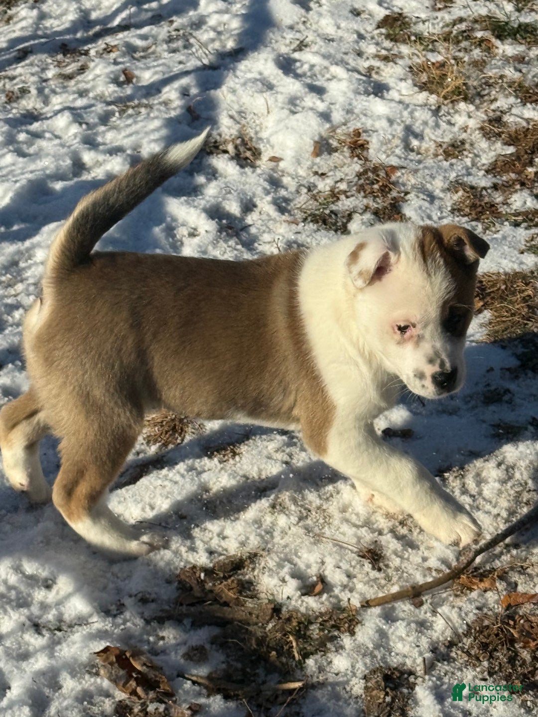 Mixed Breed dogs for sale: Mixed Breed Puppy 1 - Ad 2