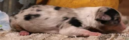 Toy Australian Shepherd dogs for sale: Candy blue merle  - Ad 2