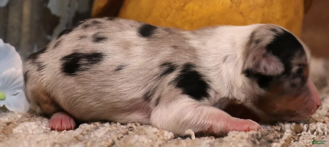 Toy Australian Shepherd dogs for sale: Candy blue merle  - Ad 2