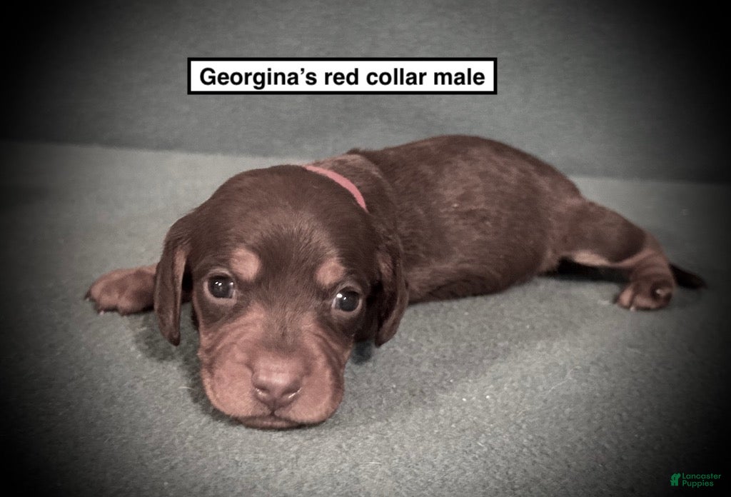 Dachshund dogs AKC Georgina's Red Collar Male - Ad 15
