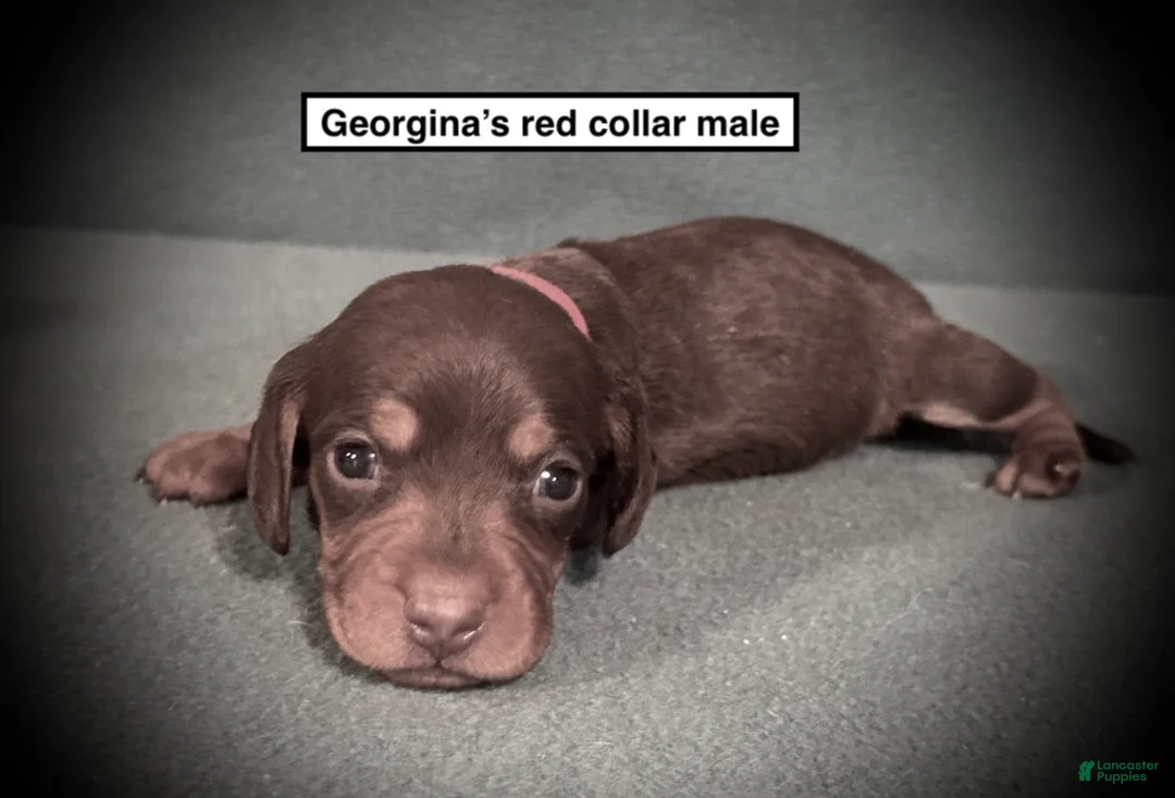 Dachshund dogs for sale: AKC Georgina's Red Collar Male - Ad 1