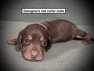Dachshund dogs AKC Georgina's Red Collar Male - Ad 15