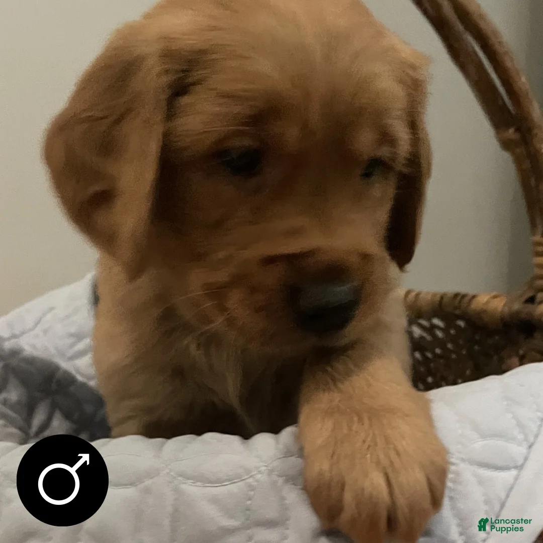 Golden Retriever dogs for sale: Golden Retriever 1 - Ad 1