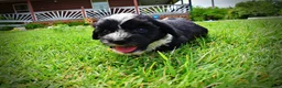 Havapoo dogs for sale: Scout - Ad 14