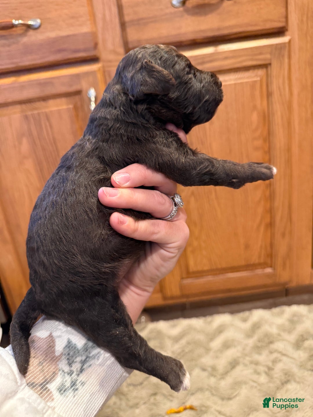 Goldendoodle dogs for sale: Mikey - Ad 5