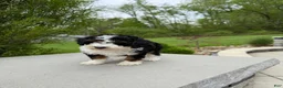 Miniature Poodle dogs for sale: Lihah - Ad 7