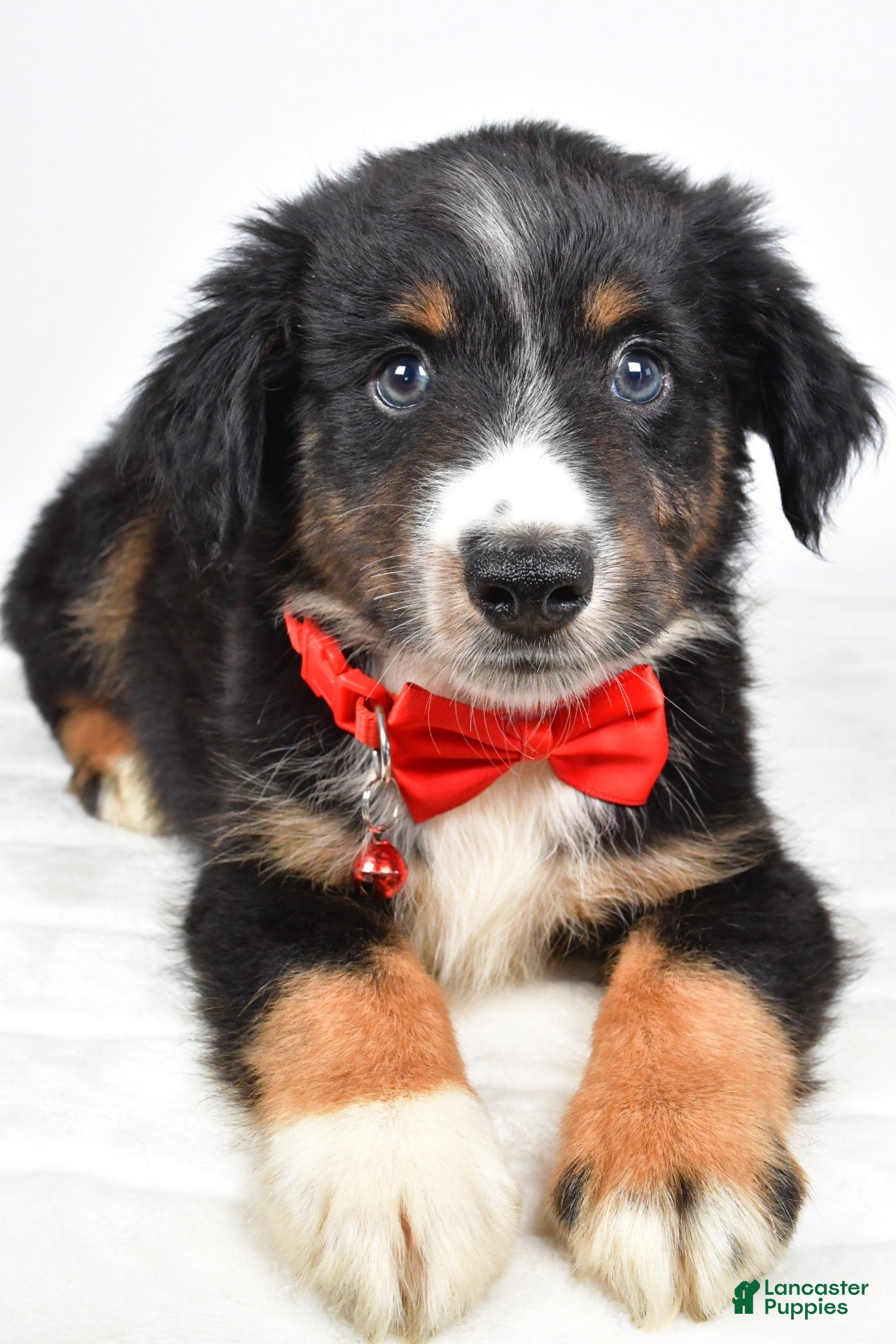 Miniature Australian Shepherd dogs Finch - Ad 2