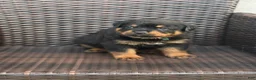 Rottweiler dogs for sale: Ky - Ad 11