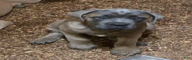 Cane Corso 1