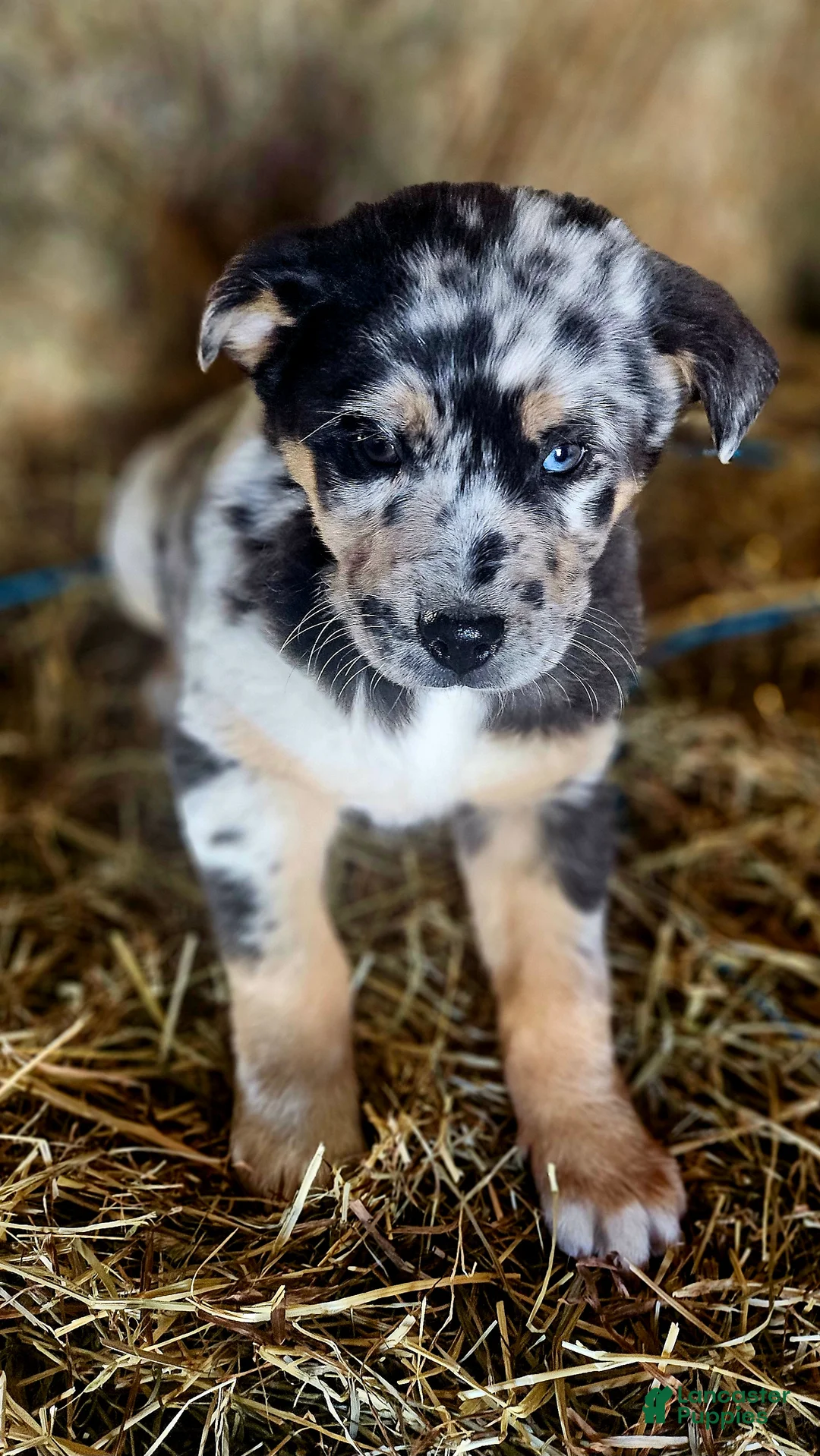 Mixed Breed dogs for sale: Spots - Ad 1