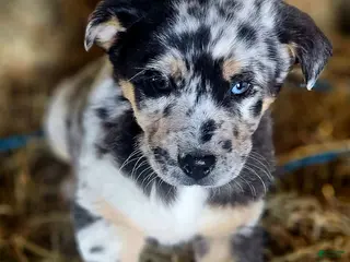 Mixed Breed dogs Spots - Ad 11