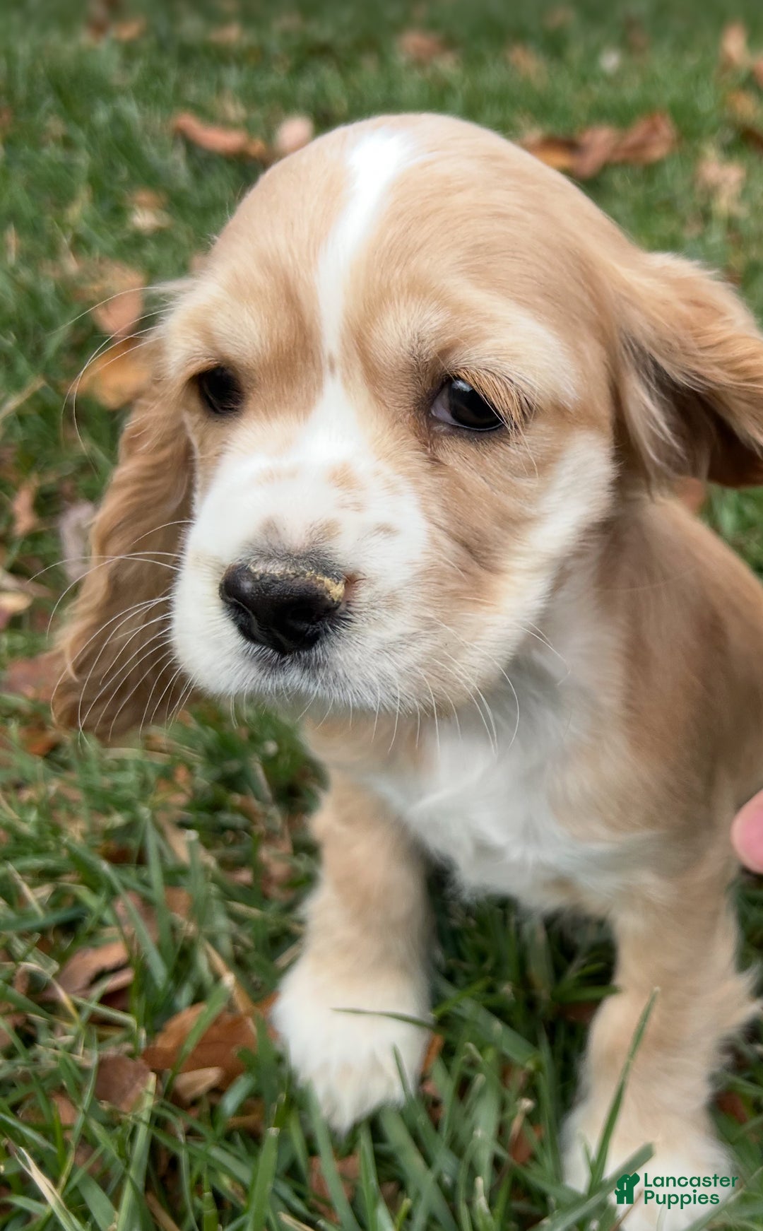 Cocker Spaniel dogs for sale: Grace - Ad 1