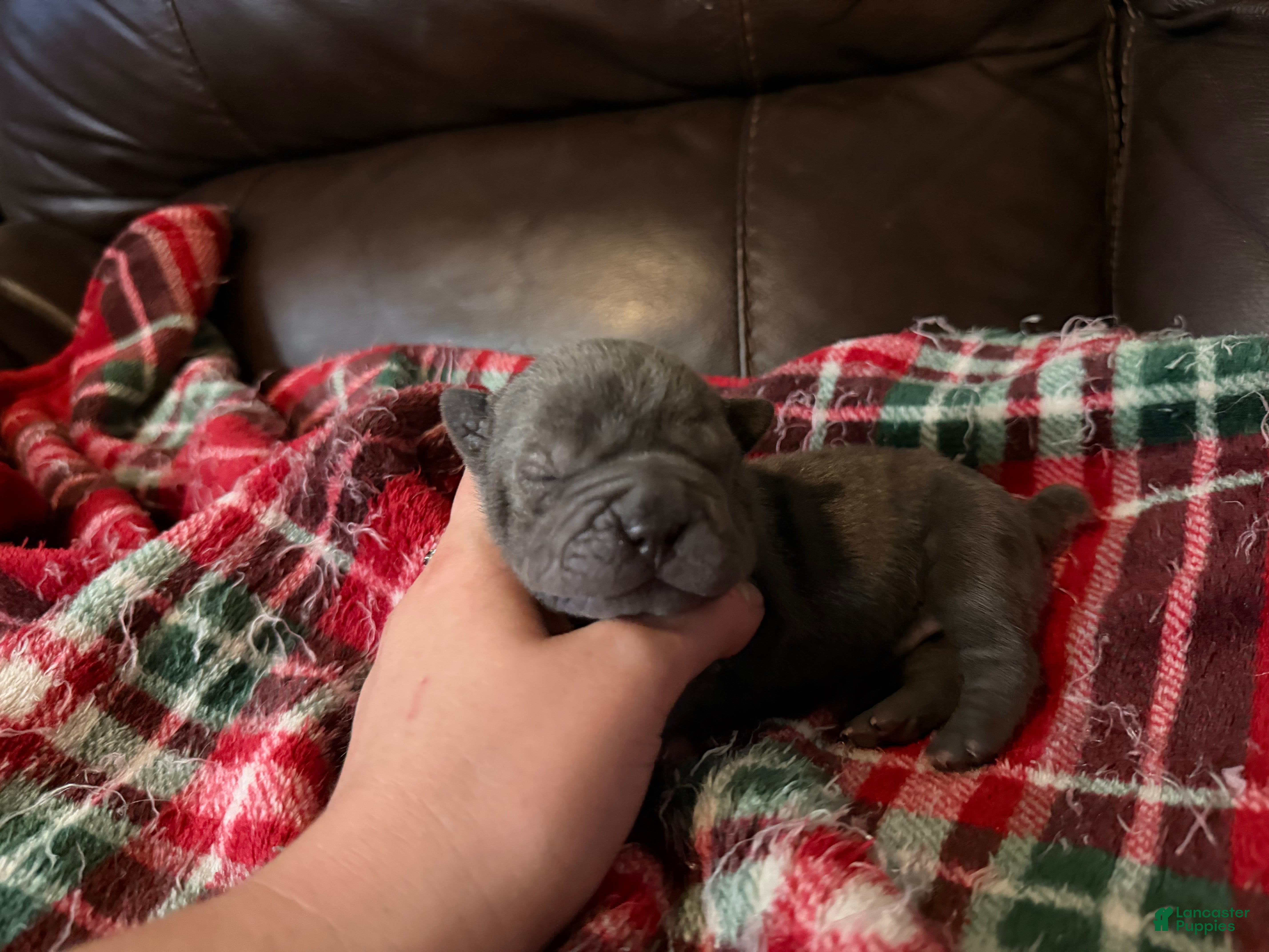 Shar Pei dogs Marvel - Ad 2
