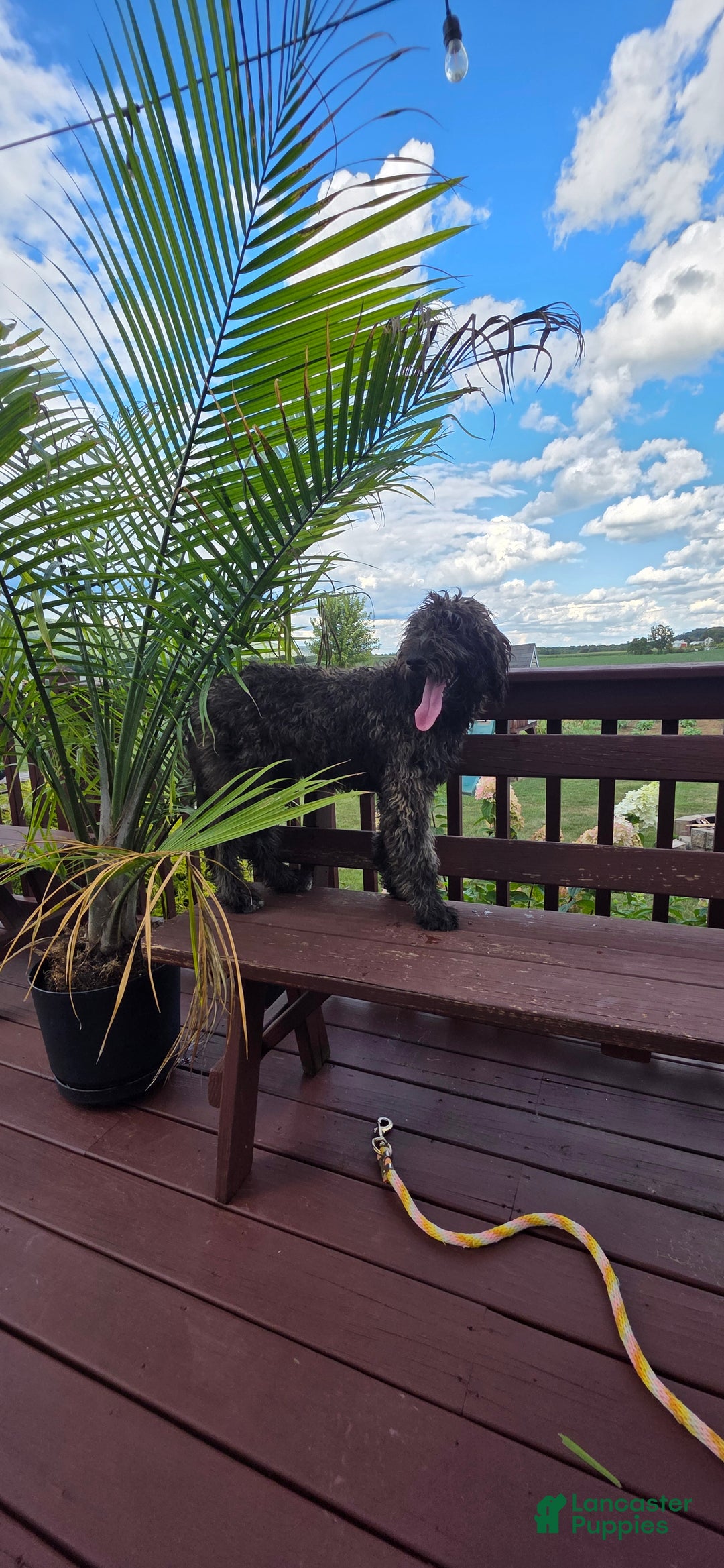 Goldendoodle dogs for sale: Maple - Ad 6