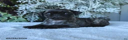 Pug dogs for sale: Galaxy - Ad 4
