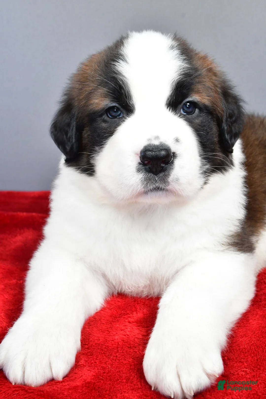 Saint Bernard dogs for sale: angel - Ad 3