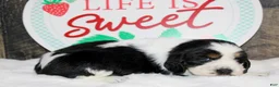 English Springer Spaniel dogs for sale: Chester - Ad 4
