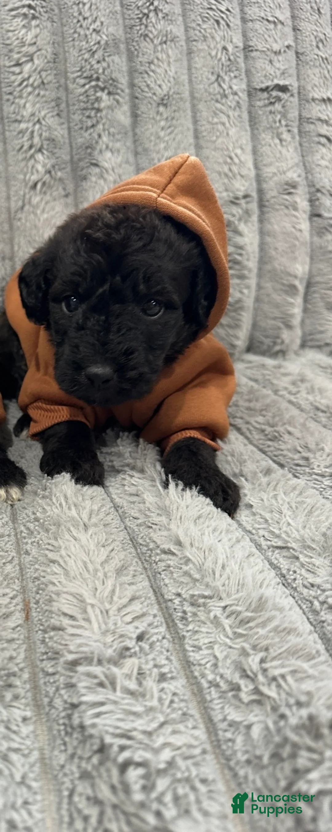 Mixed Breed dogs for sale: Airedoodle male - Ad 2