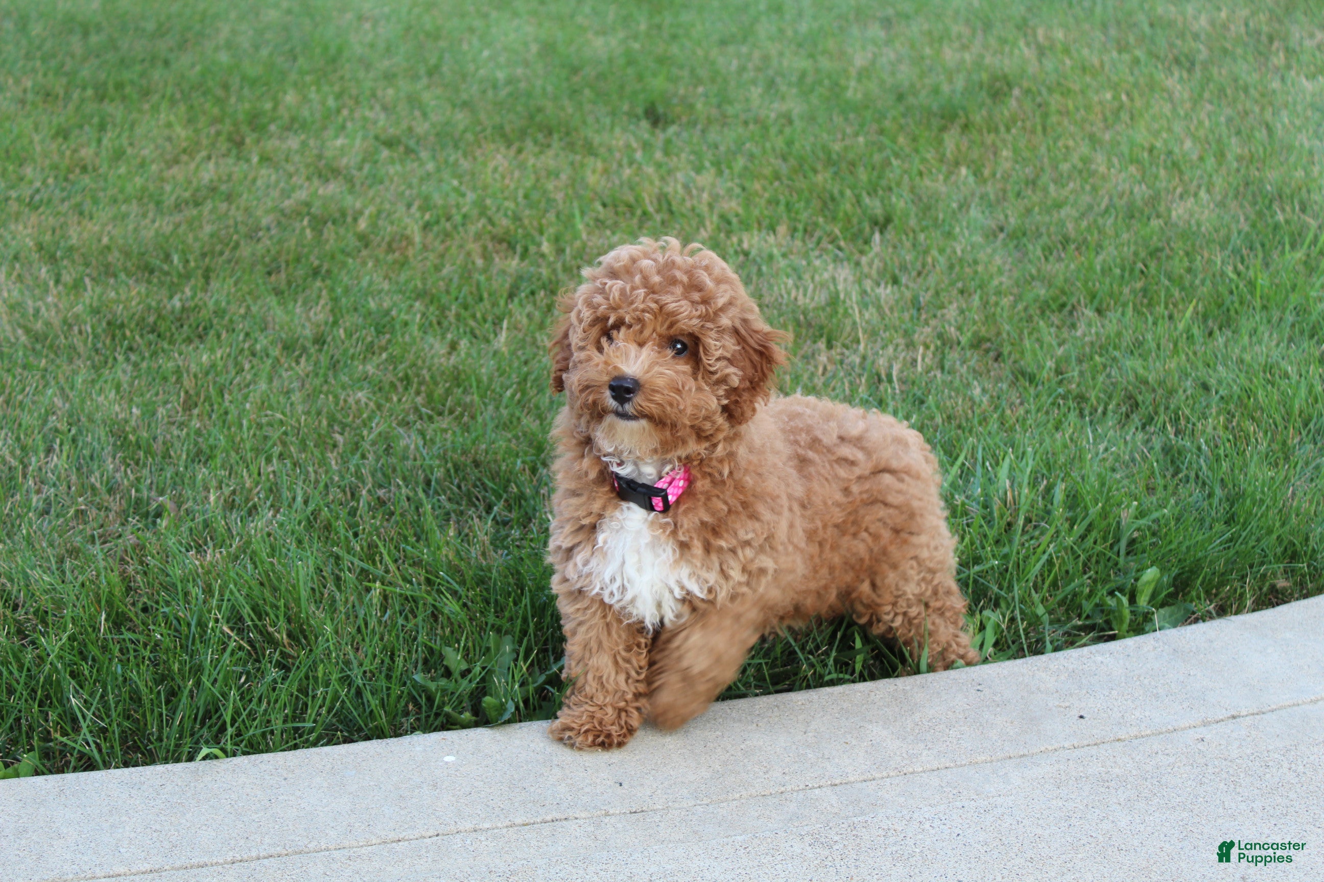 Miniature Poodle dogs Bella - Ad 1