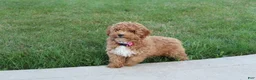 Miniature Poodle dogs for sale: Bella - Ad 1