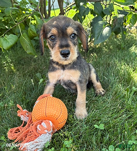 Schnoodle dogs Theodore - Ad 1