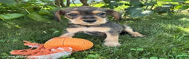 Theodore