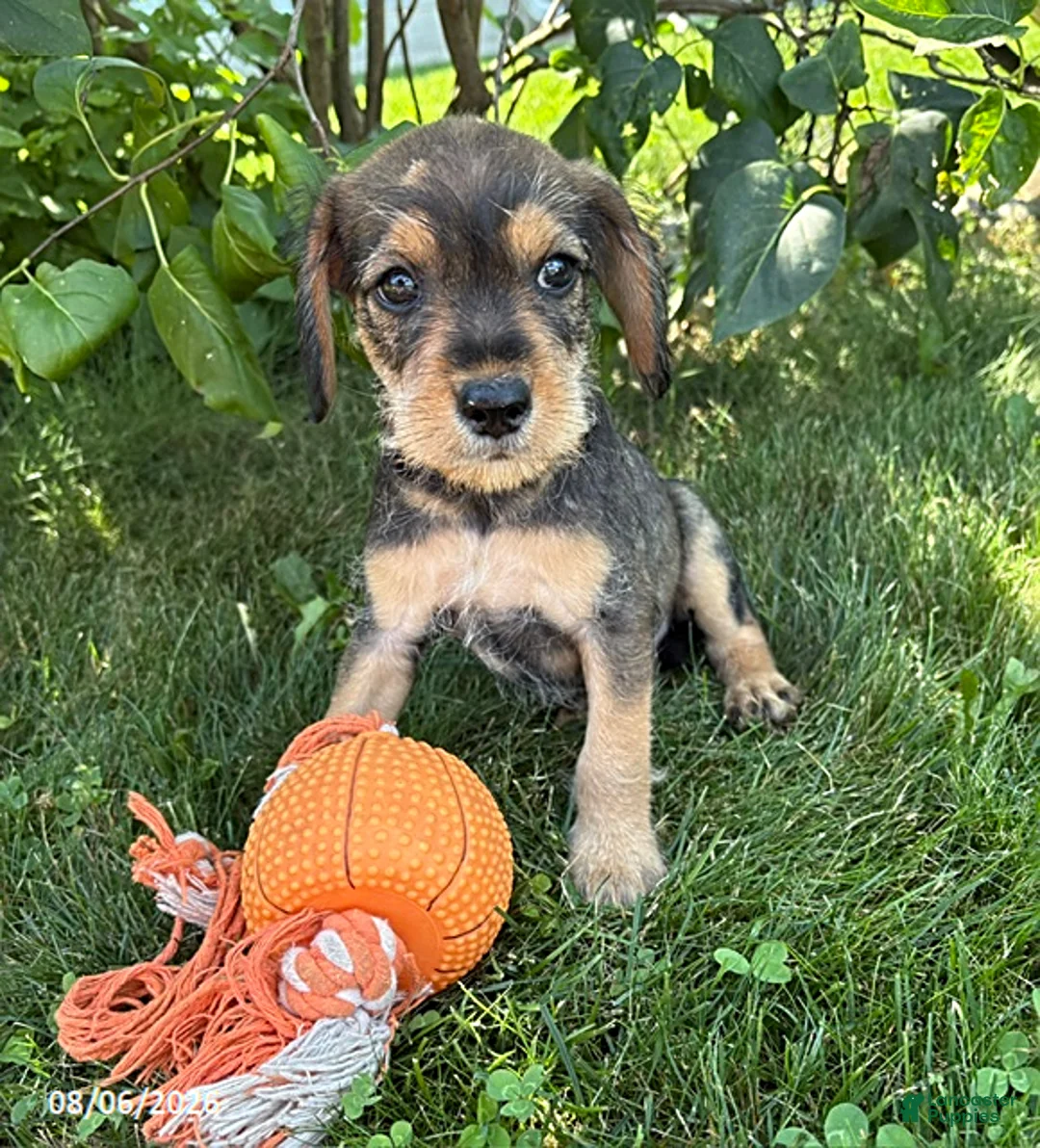 Schnoodle dogs for sale: Theodore - Ad 1