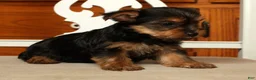 Yorkshire Terrier dogs for sale: Lila - Ad 3