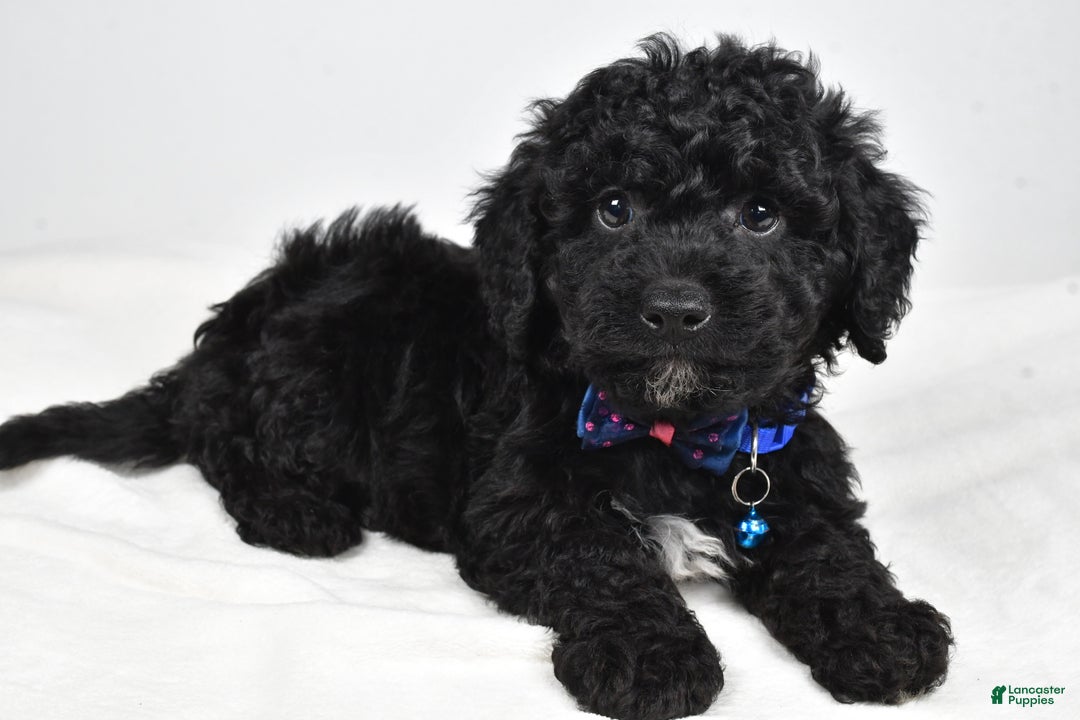 Cavapoo dogs for sale: Sterling - Ad 5