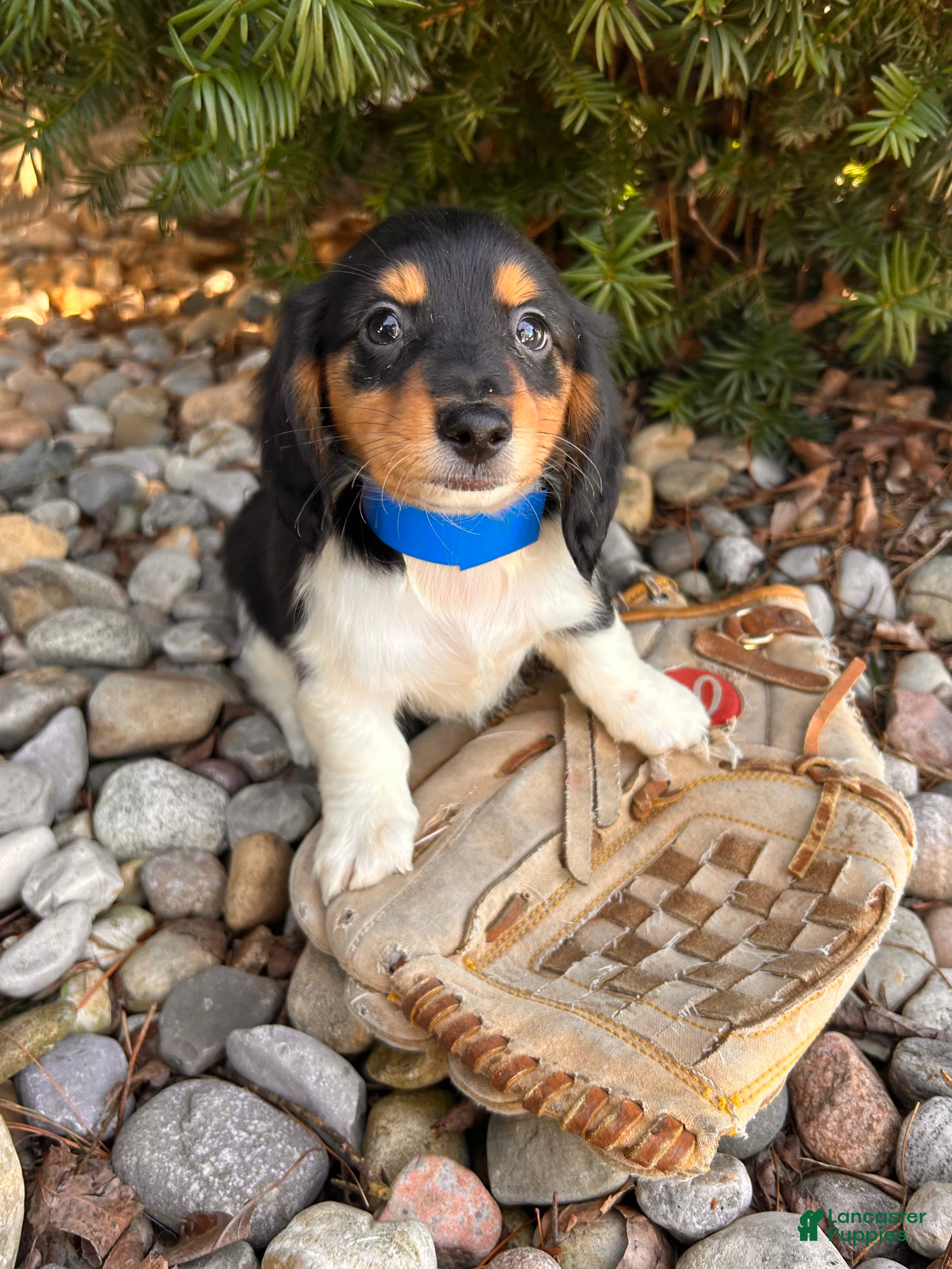 Dachshund dogs Cruz - Ad 2