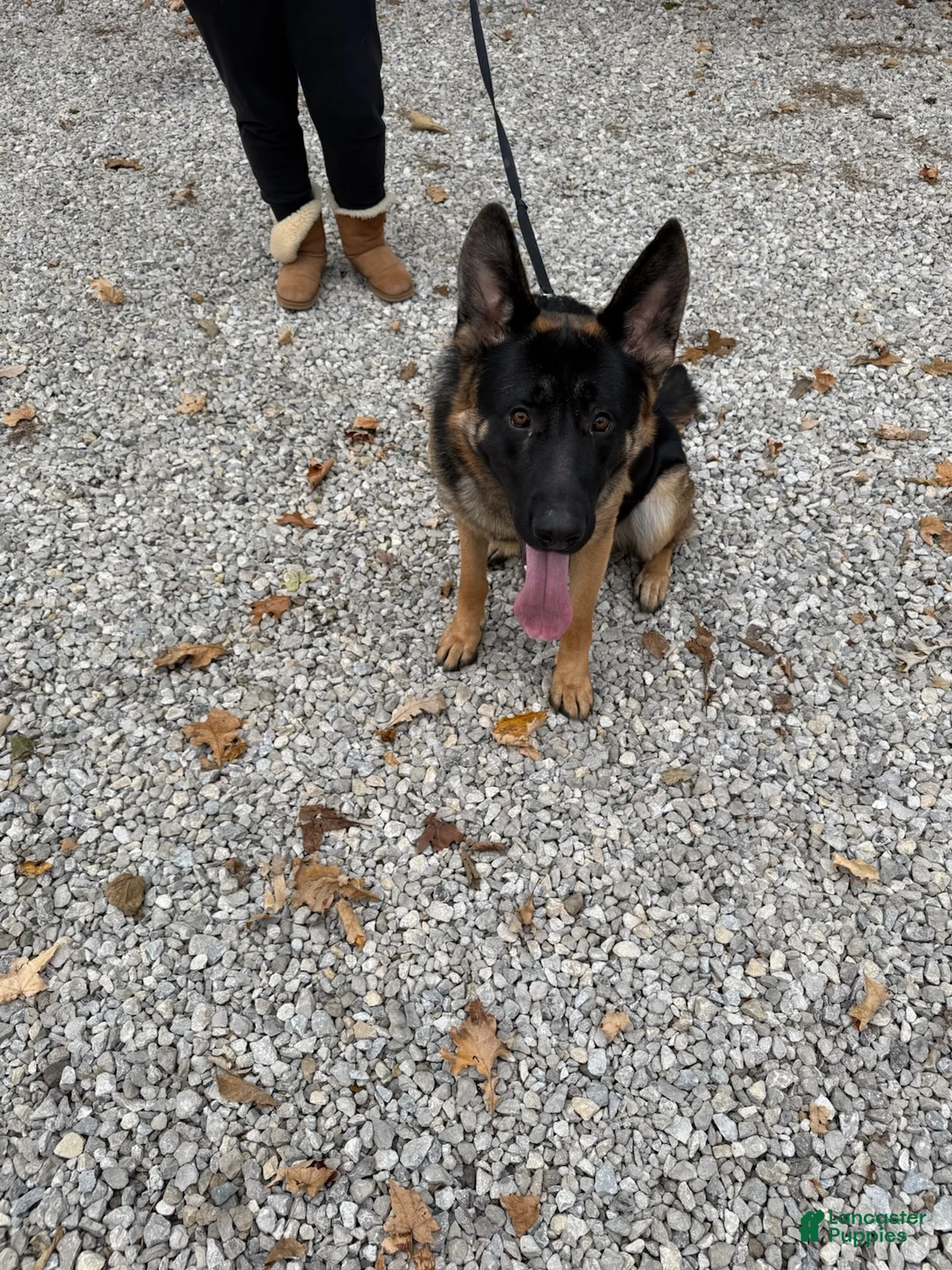 German Shepherd dogs for sale: Griff - Ad 1