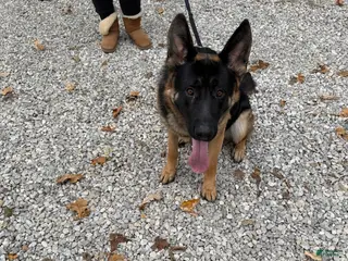 German Shepherd dogs Griff - Ad 30