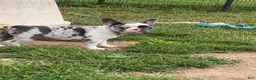 French Bulldog dogs for sale: French Bulldog 2 - Ad 9