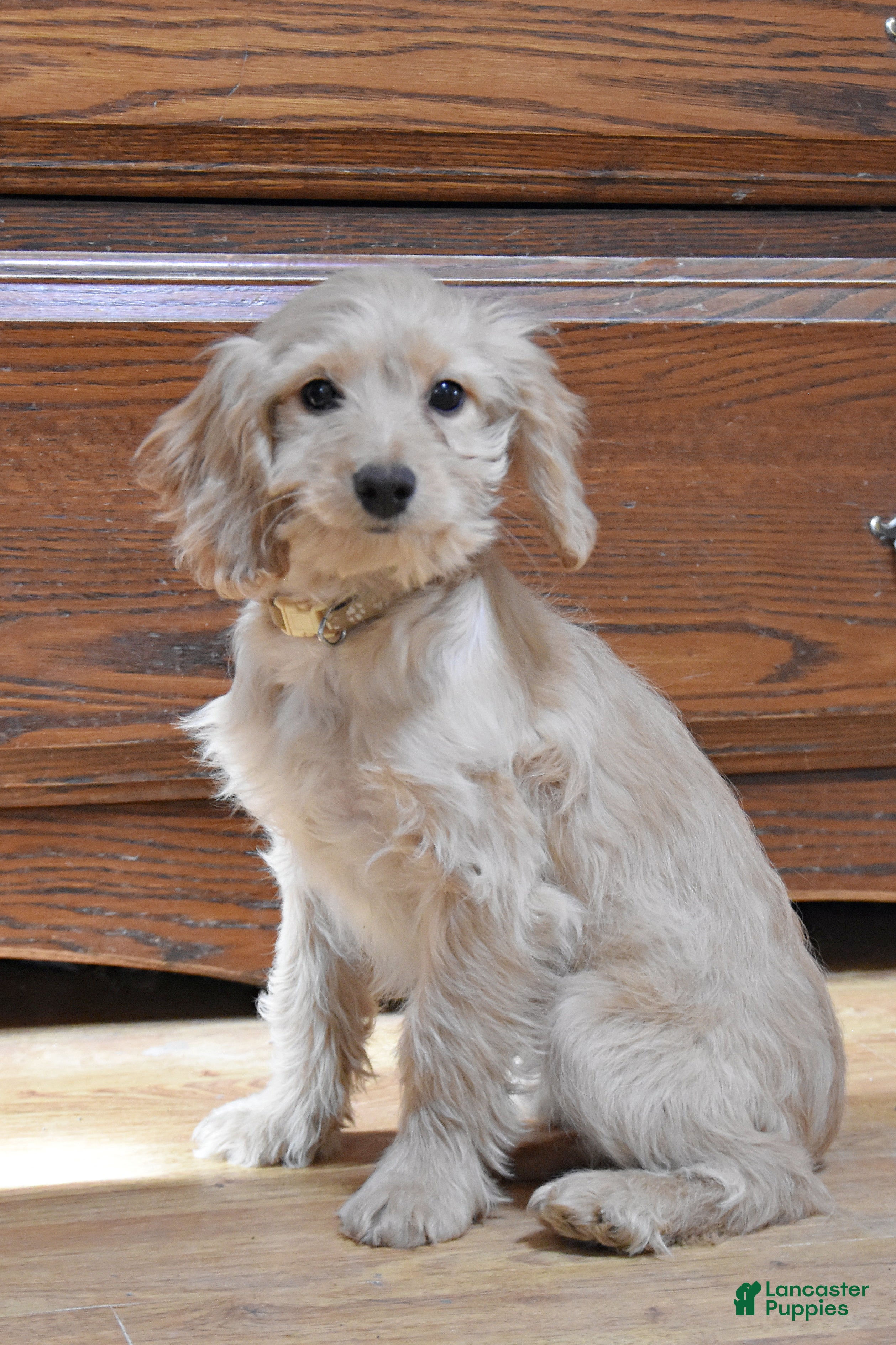 Cockapoo dogs Pansy - Ad 1