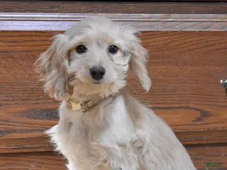 Cockapoo dogs for sale: Pansy - Ad 2