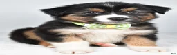 Miniature Australian Shepherd dogs for sale: Stan - Ad 8