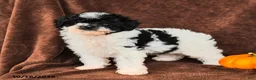Miniature Poodle dogs for sale: Domino - Ad 3