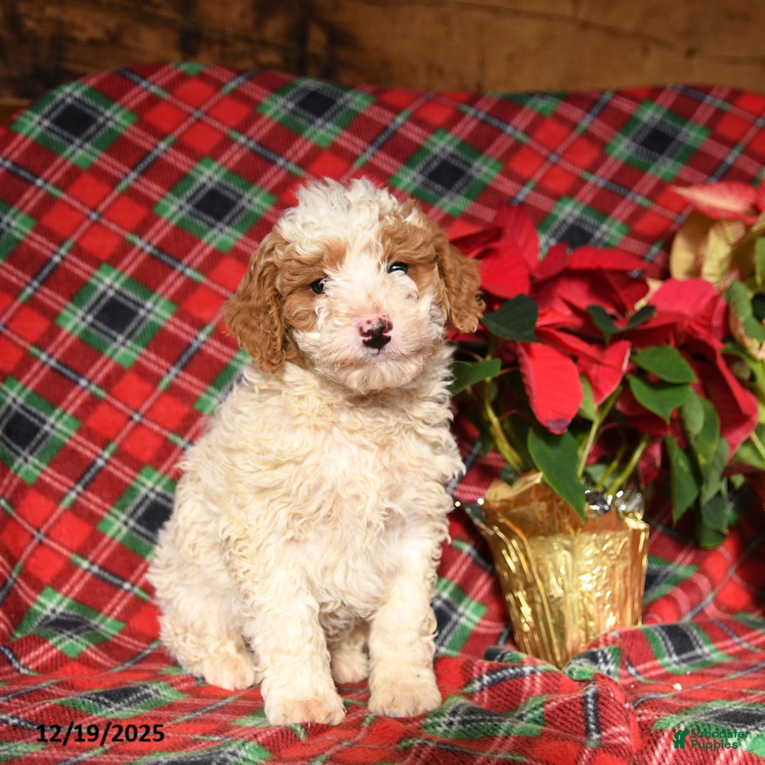 Mini Bernedoodle dogs for sale: Lightning - Ad 3