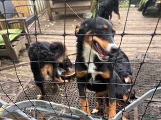 Bernese Mountain Dog dogs - Ad 30