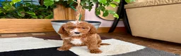 Cavapoo dogs for sale: Cavapoo male 2 - Ad 10