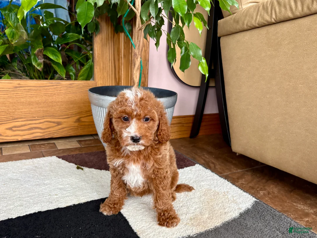 Cavapoo dogs for sale: Cavapoo male 2 - Ad 10