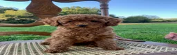 Toy Poodle dogs for sale: Elsa - Ad 4