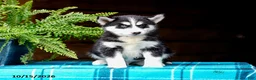 Pomsky dogs for sale: Taffy - Ad 3