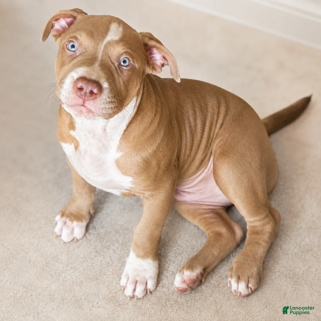 American Bully dogs for sale: Wrinks - Ad 1