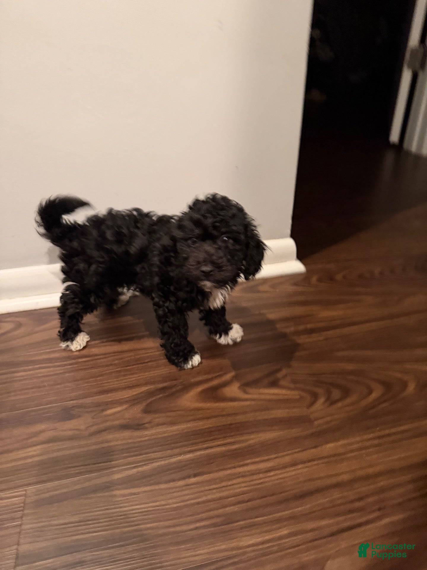 Miniature Poodle dogs for sale: ORIEO - Ad 1