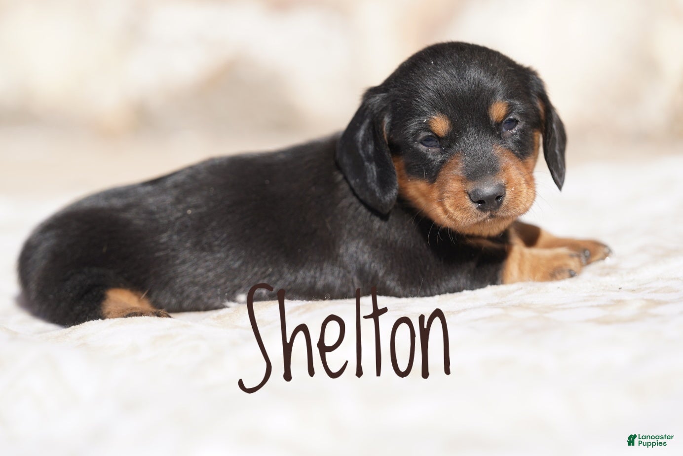 Miniature Dachshund dogs Shelton - Ad 2