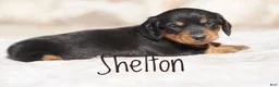 Miniature Dachshund dogs for sale: Shelton - Ad 2