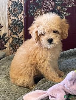 Toy Poodle dogs Winter - Ad 19